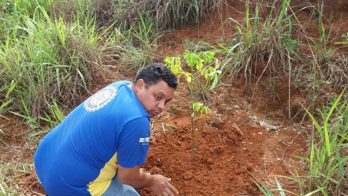 PLANTIO DE MUDAS