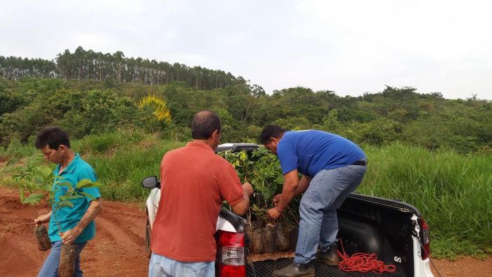 PLANTIO DE MUDAS