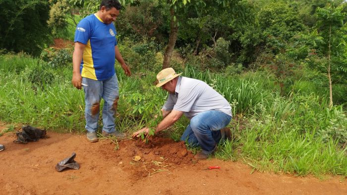 PLANTIO DE MUDAS